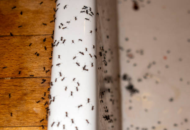Best Pest Control Near Me  in Redwood City, CA