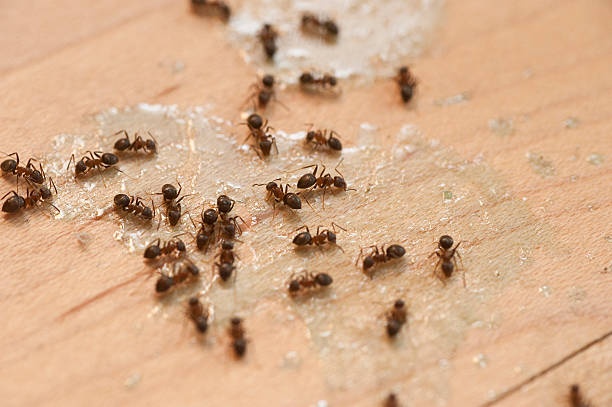 Best Ant Control Services  in Redwood City, CA