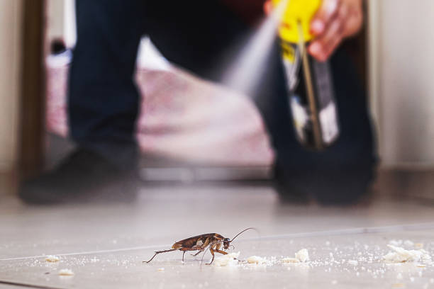 Best Local Pest Control Services  in Redwood City, CA